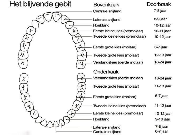 Het-blijvende-gebit-ontwikkeling-blijvend-gebit-en-ontstaan-melkgebit-Darwinkliniek-tandartspraktijk-Zoetermeer