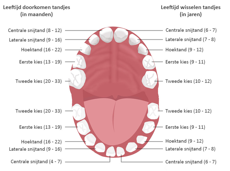 Anatomy-Of-Children-Teeth